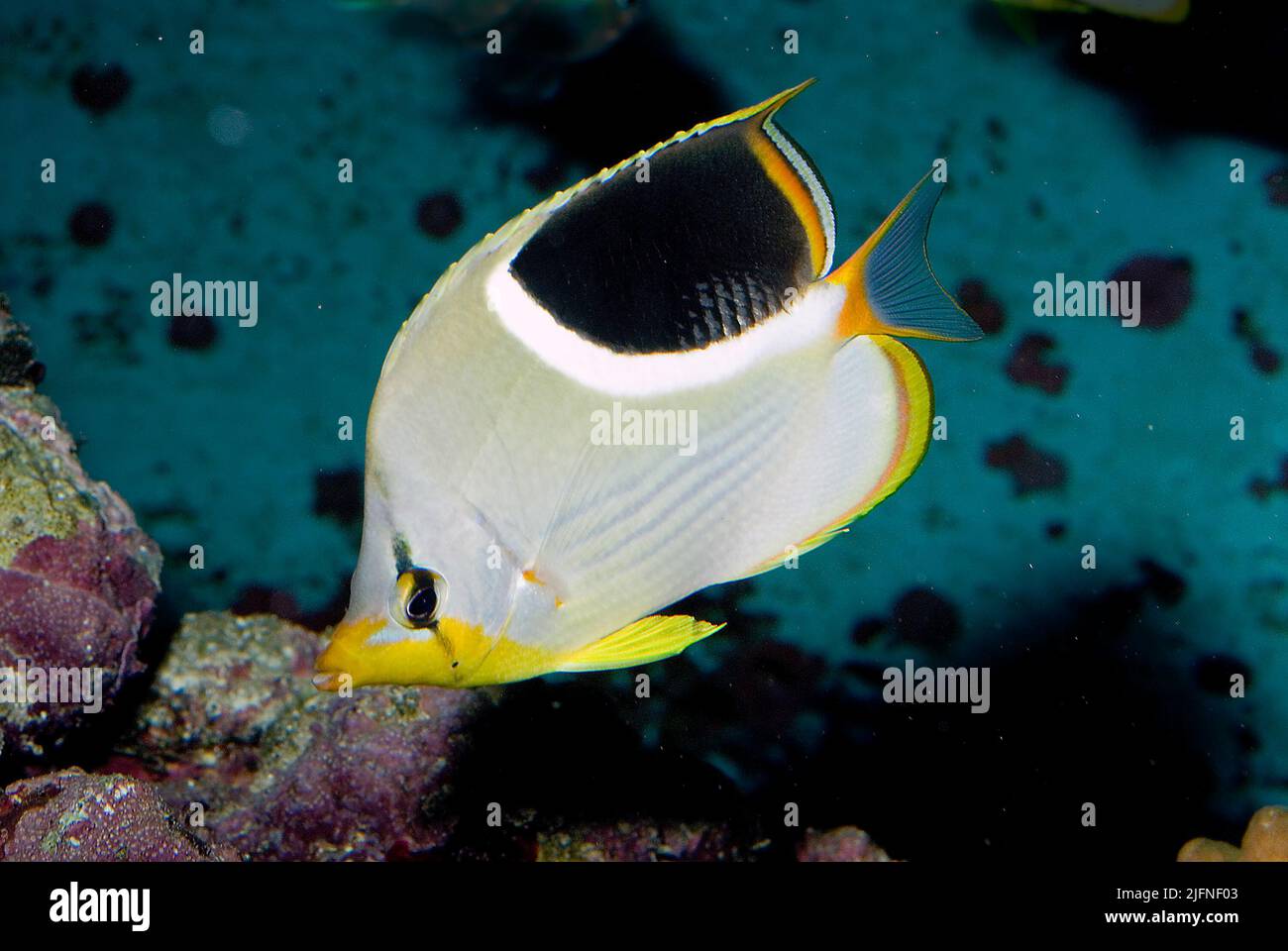 Saddled Butterflyfish, Chaetodon ephippium Stock Photo