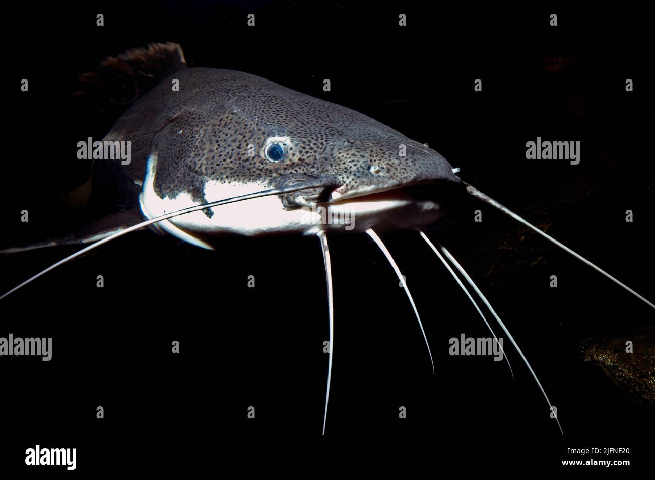 Red-tailed catfish, Phractocephalus hemioliopterus Stock Photo - Alamy