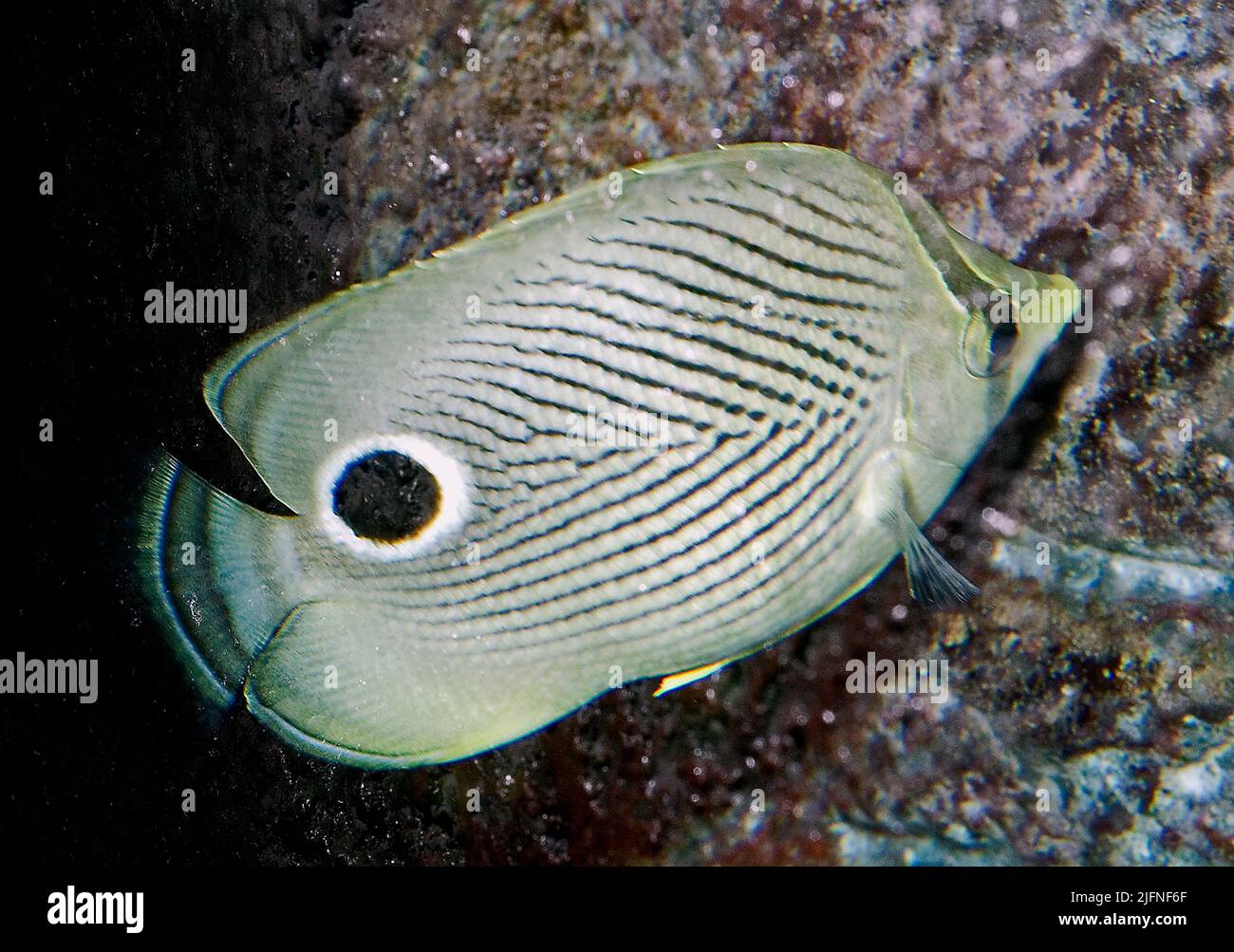Foureye Butterflyfish, Chaetodon capistratus. Stock Photo