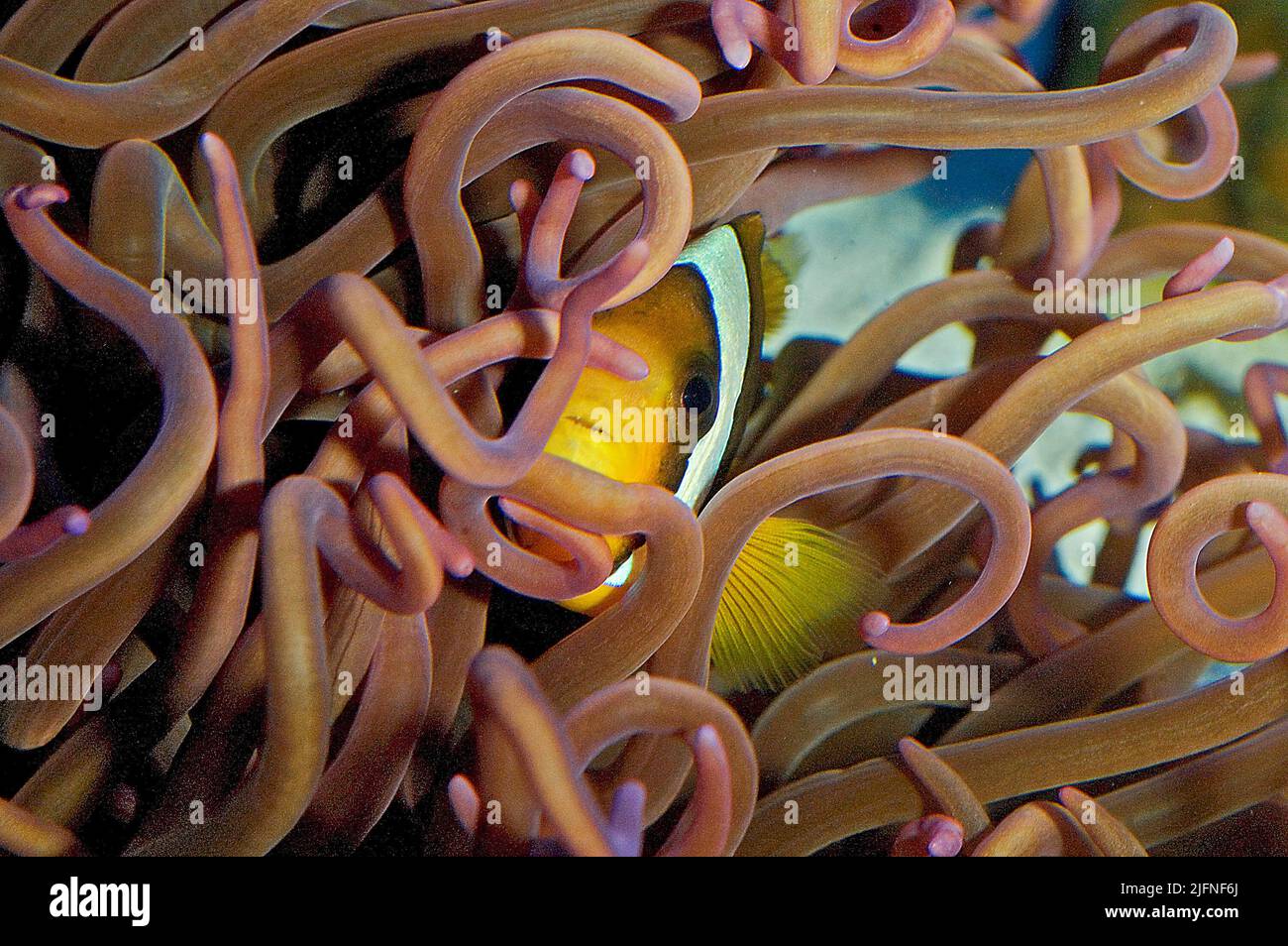 Clownfish (Amphiprion sp.) among the curled tentacles of a host-sea anemone. Stock Photo