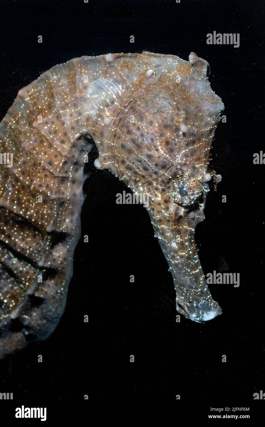 Spotted Seahorse, Hippocampus kuda. Stock Photo