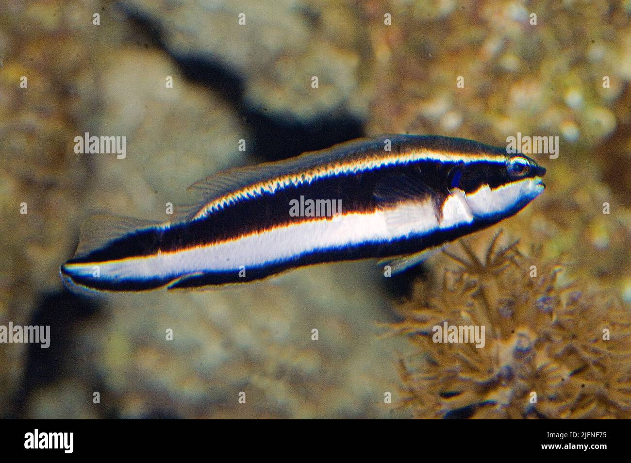 Striped Dottyback, Pseudochromis sankeyi. Endemic to the Red Sea and Gulf of Aden. Stock Photo
