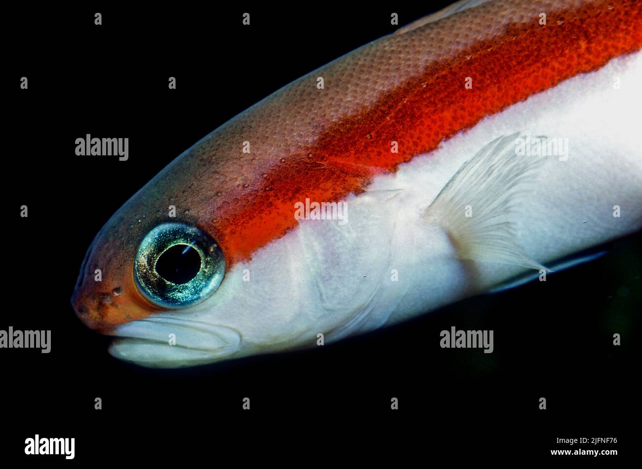 Redback Tilefish, Hoplolatilus marcosi. Stock Photo