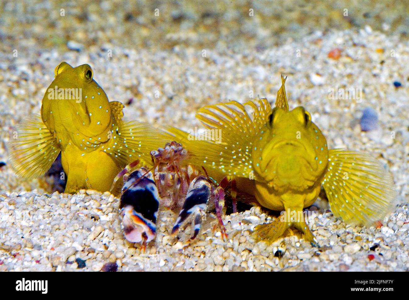 Pair of Yellow Watchman Goby (Cryptocentrus cinctus) with their commensal pistol-shrimp (Alpheus sp.). Stock Photo