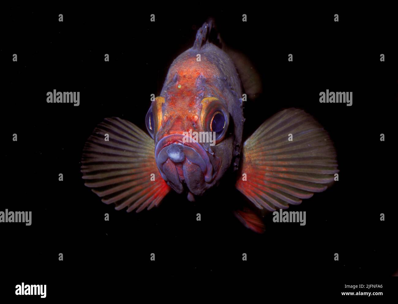 Norway haddock (Sebastes marinus Stock Photo Alamy