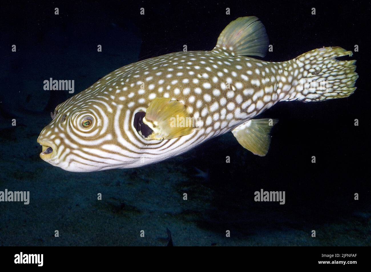Stars and stripes toadfish (Arothron hispidus) Stock Photo