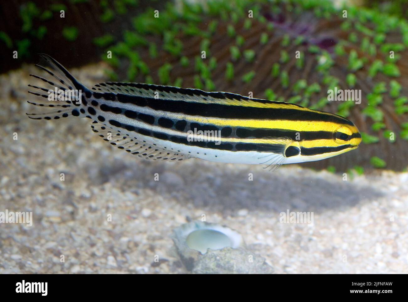 Striped Fang Blenny, Meiacanthus grammistes. Stock Photo