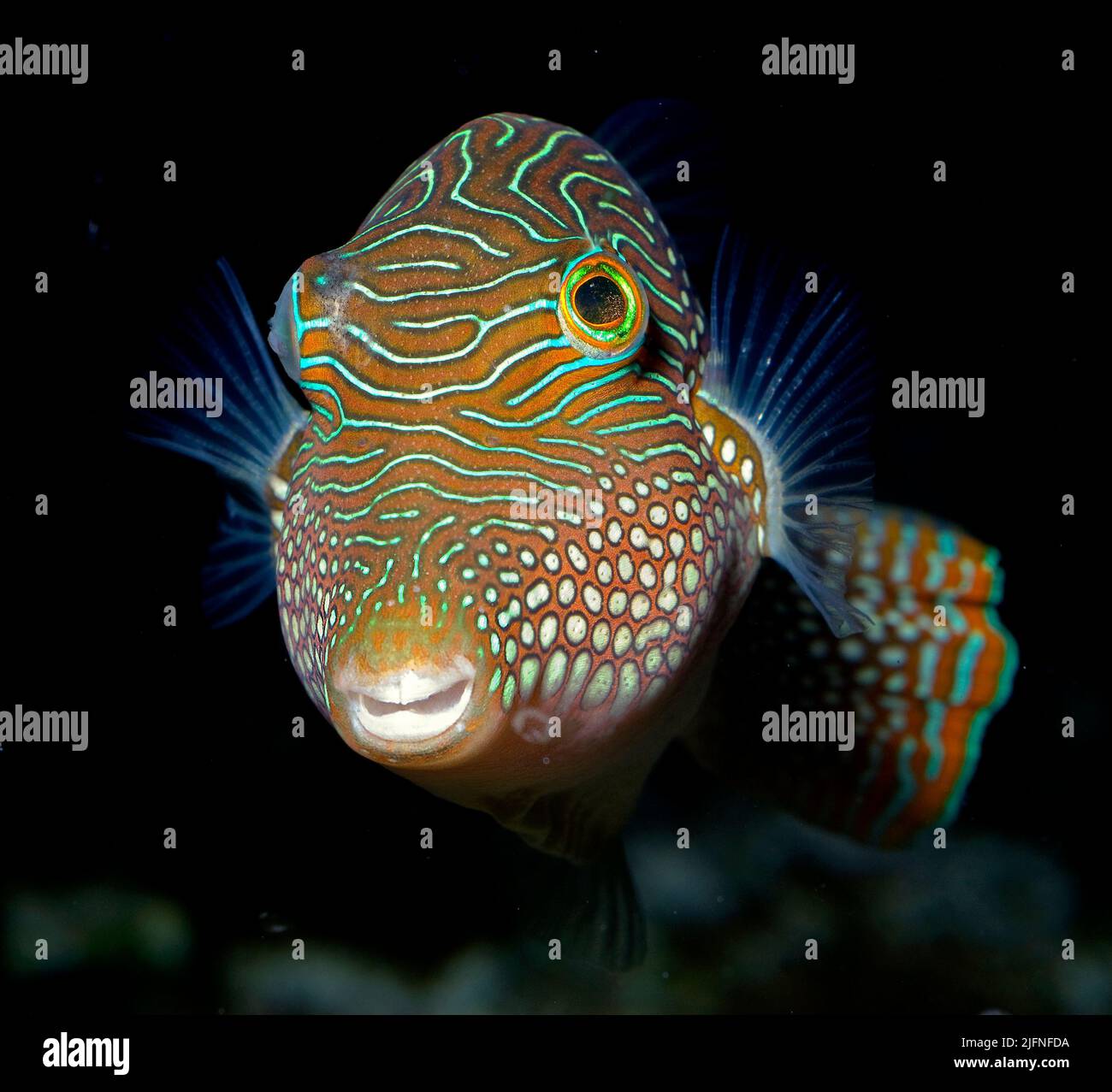 Spotted Toby, Canthigaster solandri. Stock Photo