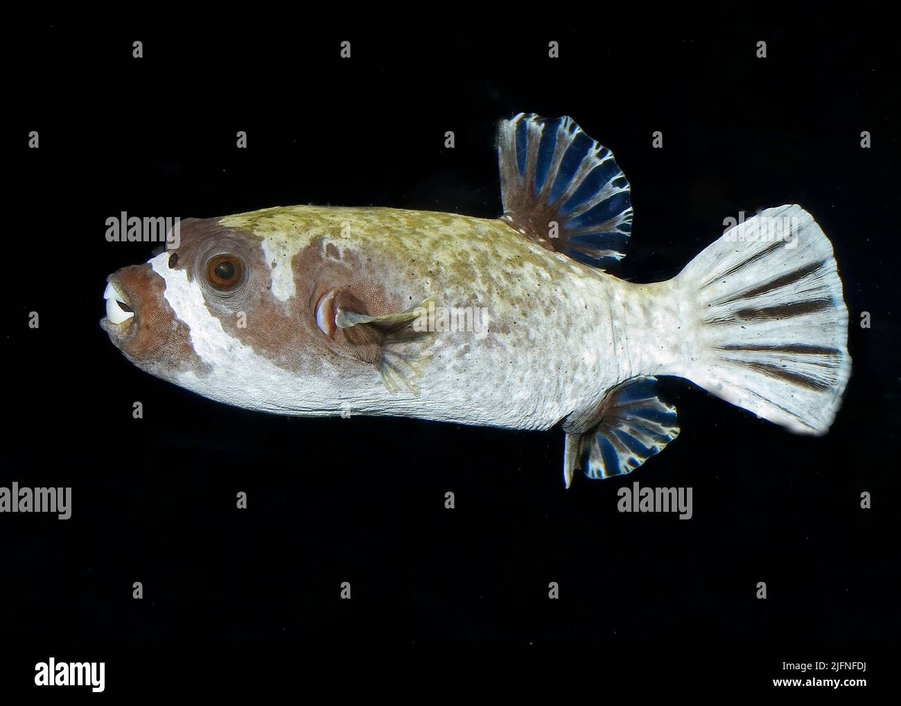 Masked Puffer, Arothron diadematus Stock Photo Alamy