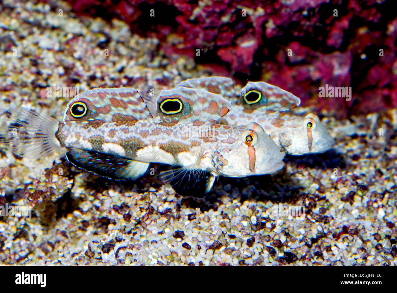 Crab-eye Goby, Signigobius bicellatus. Stock Photo
