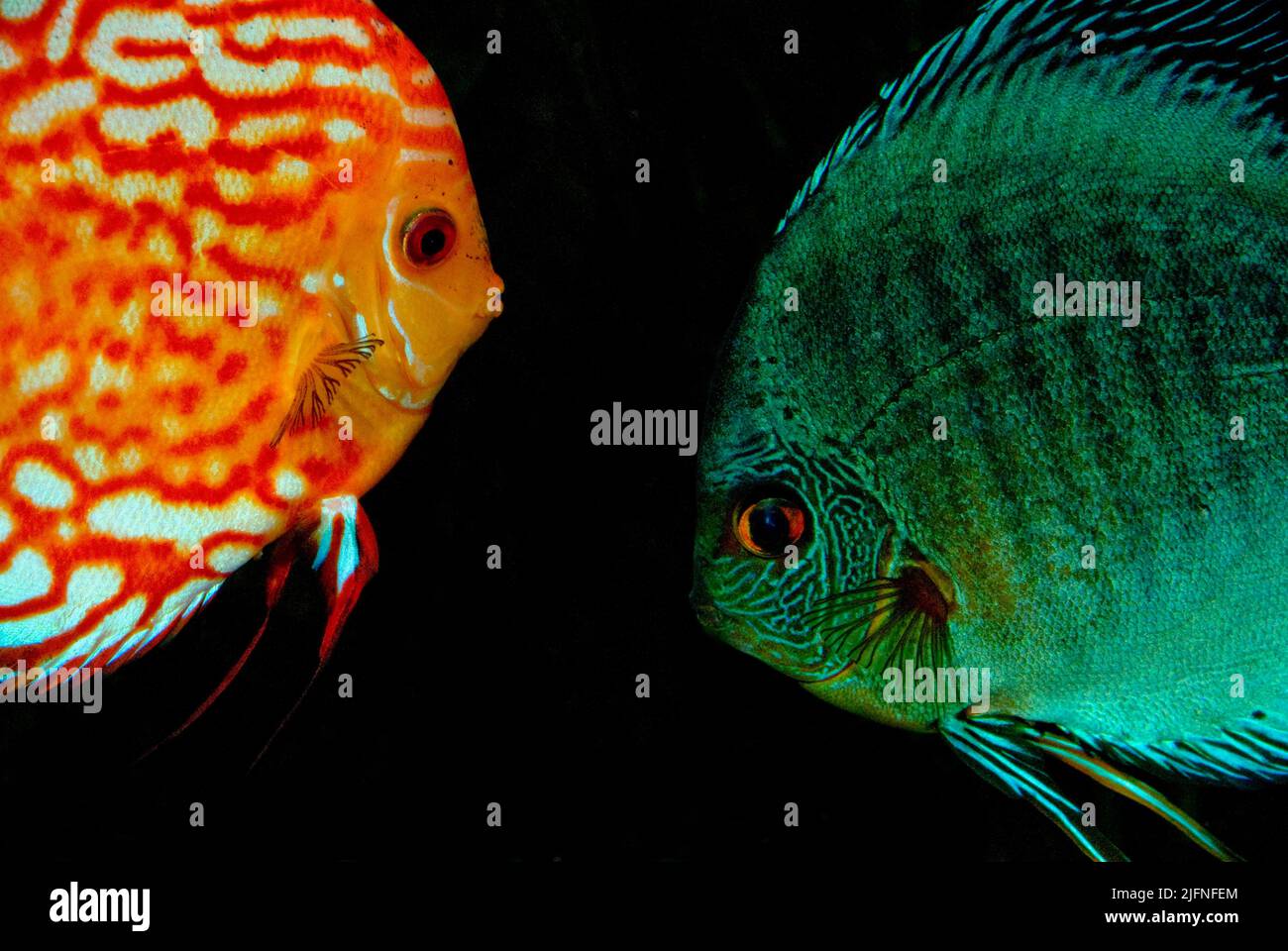 Discus fish (Symphysodon aequifasciatus). Stock Photo