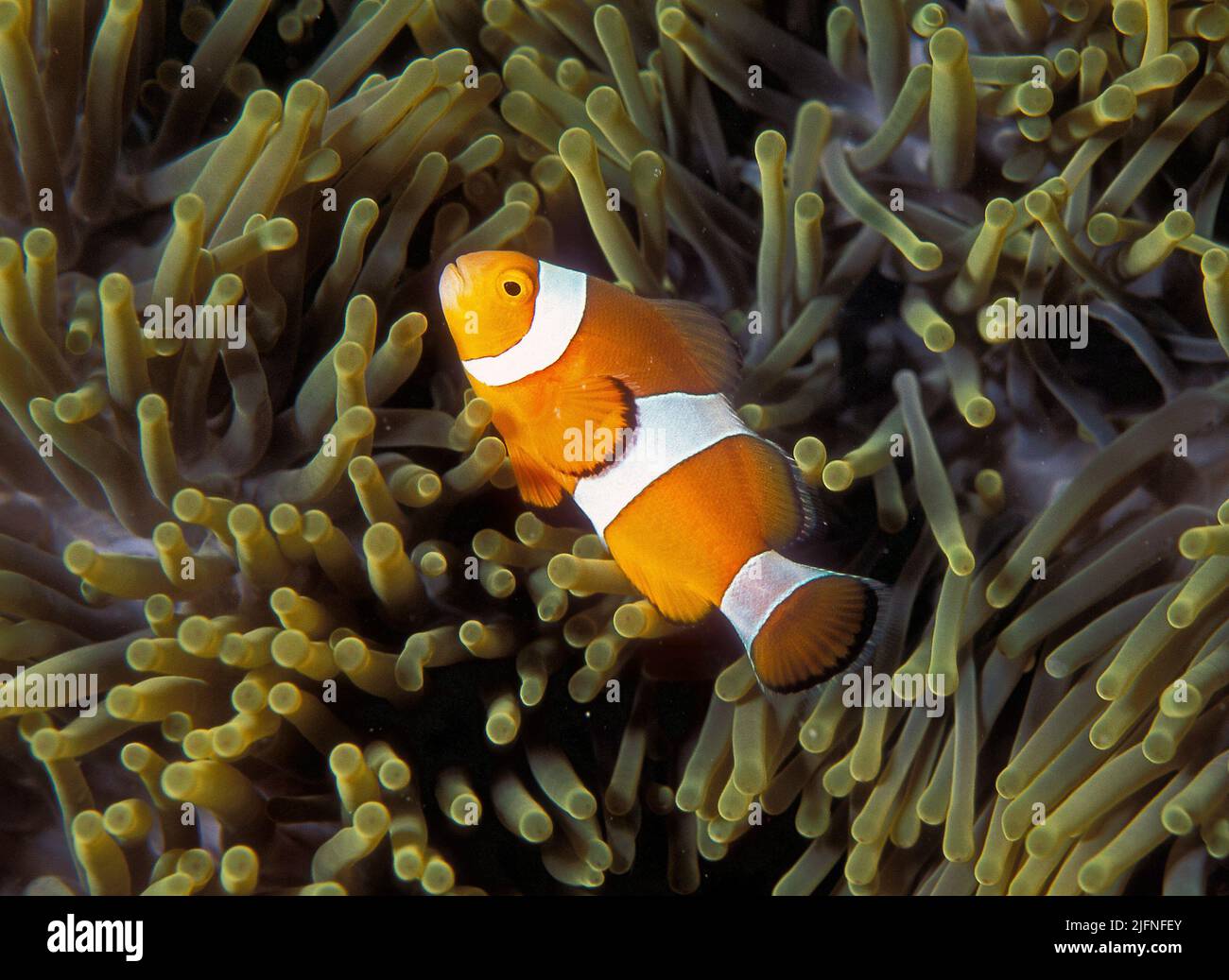 Ocellaris Clownfishes (Amphiprion ocellaris) among the tentacles of the host-sea anemone Heteractis crispa in a coral reef in southern Thailand. Stock Photo