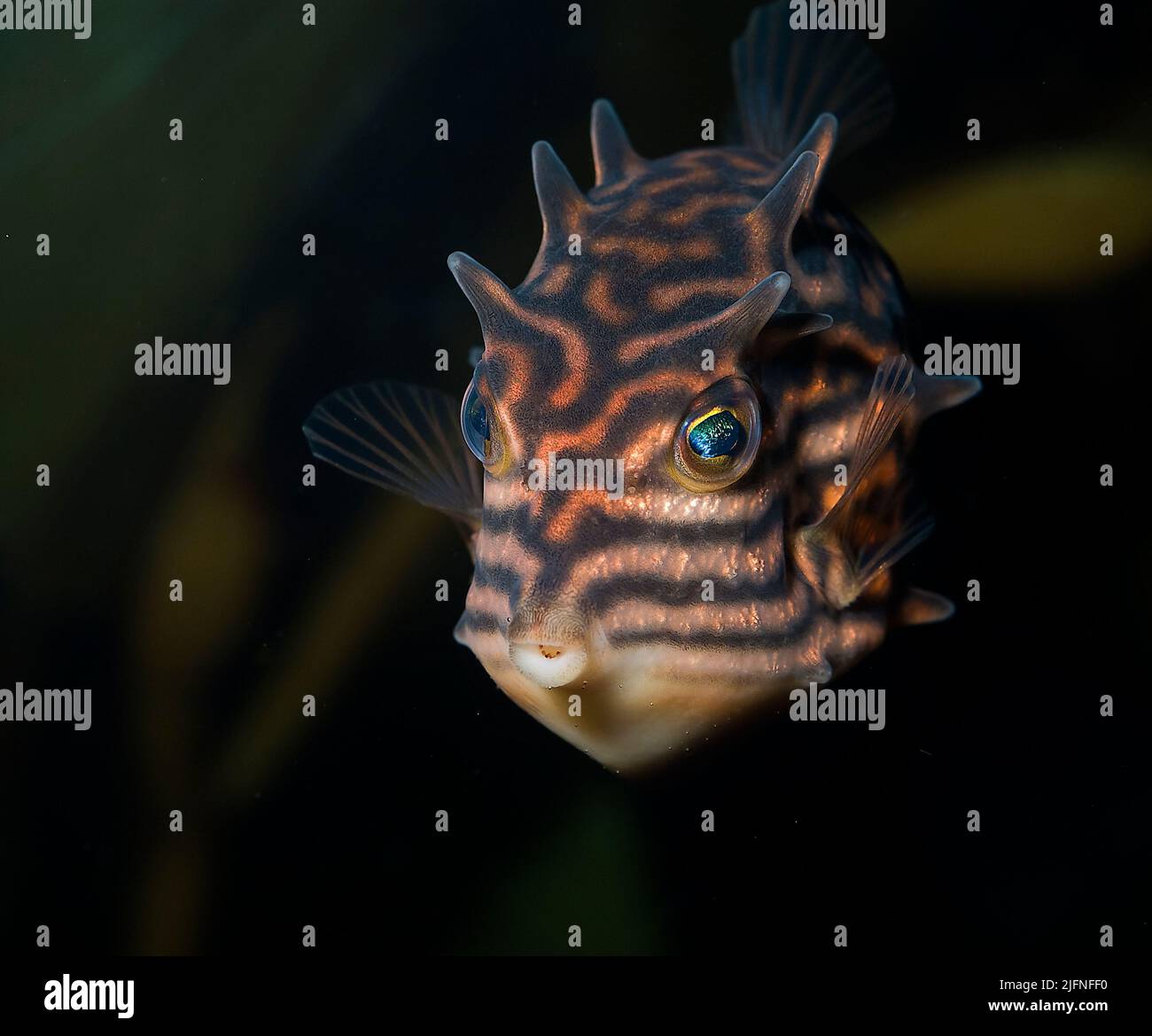 Aracana aurita, stripped cowfish swimming in a clear crystal water of an  aquarium Stock Photo - Alamy