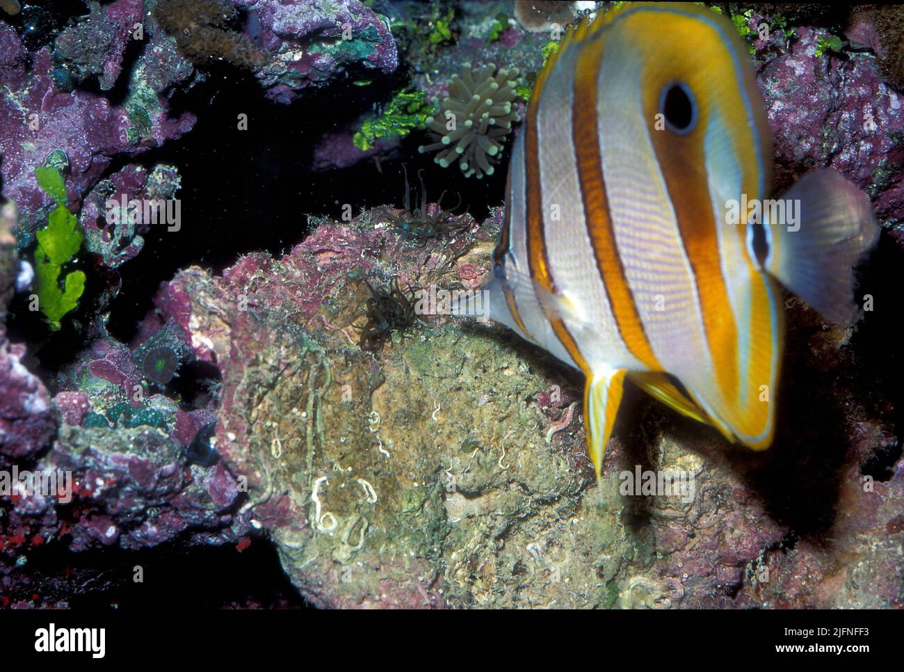 Copperband Butterflyfish, Chelmon rostratus, aiming for an Aiptasia anemone on which it feeds. Stock Photo