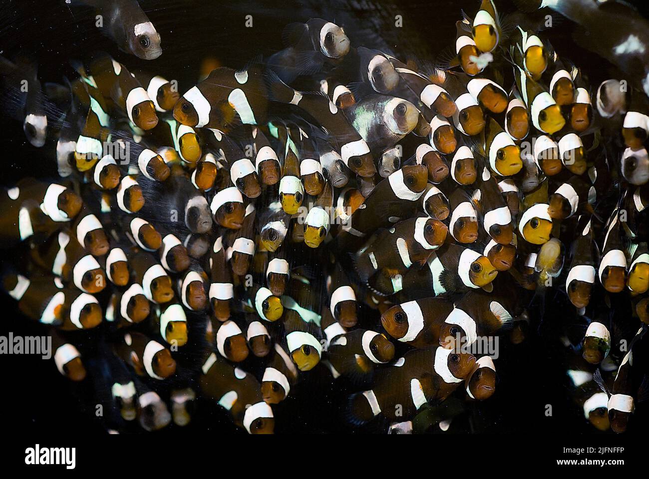 Aquarium-raised Percula Clownfishes (Amphiprion percula). Stock Photo