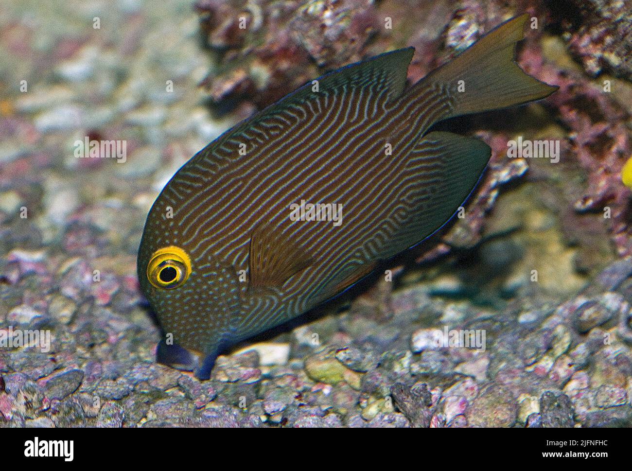 Goldring Bristletooth, Ctenochaetus strigosus. Stock Photo