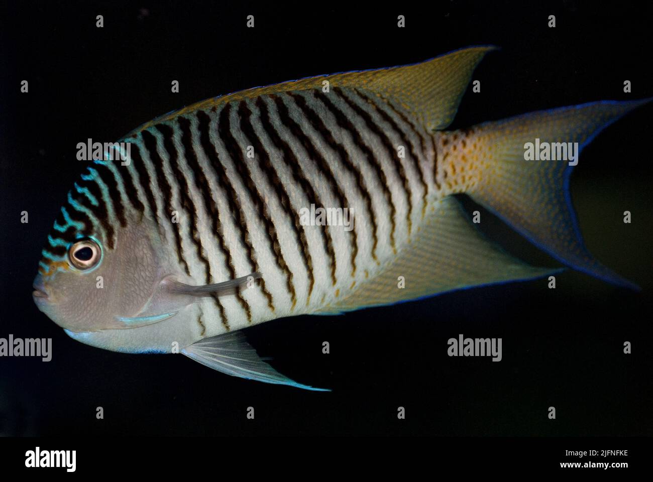 Blackspot Angelfish, Genicanthus melanospilos. Male. Stock Photo