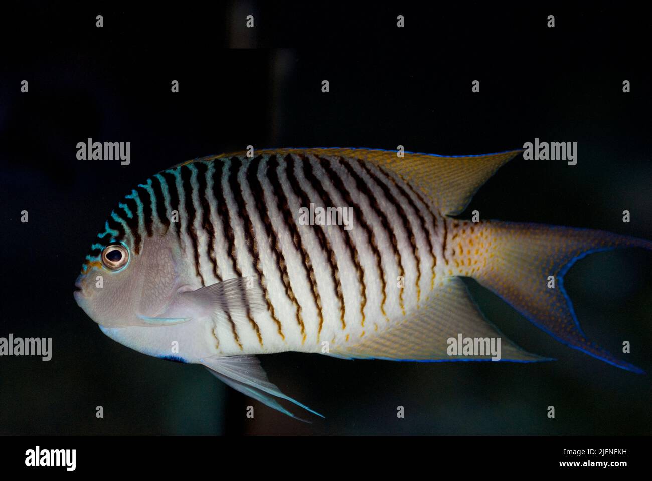 Blackspot Angelfish, Genicanthus melanospilos (male) Stock Photo