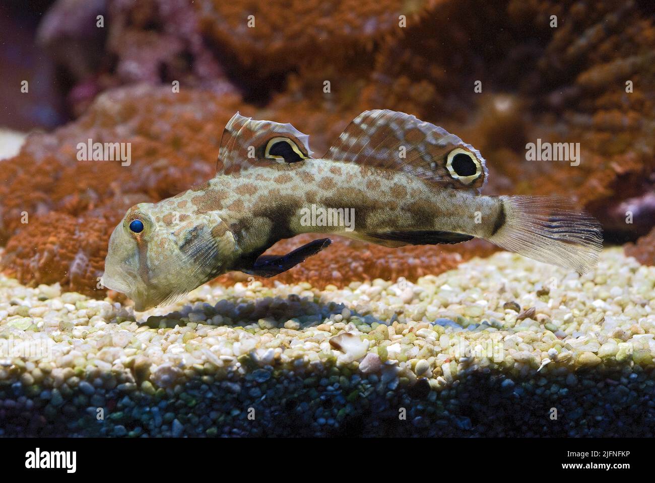 The Crabeye Goby; Signigobius bicellatus feeds by filtering food items