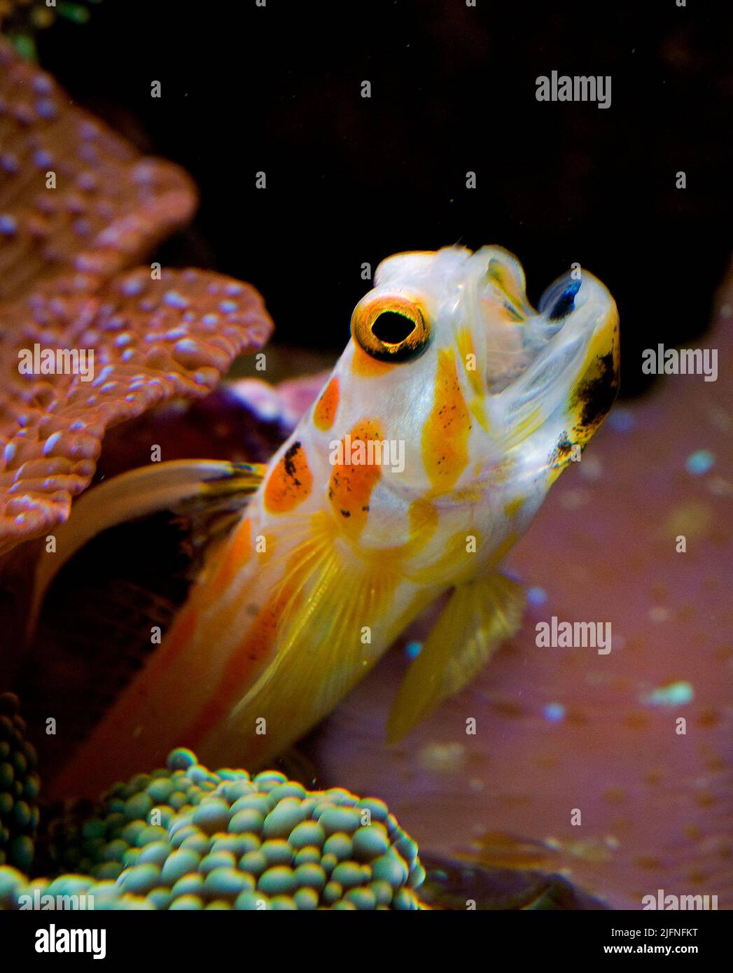 Yasha Hase Shrimp Goby, Stonogobiops yasha. Stock Photo