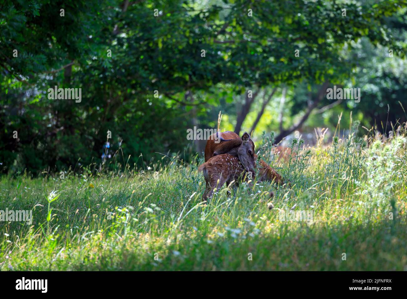 Doe mother with her cub, grazes the grass in the forest, always being careful to spot possible predators. Stock Photo