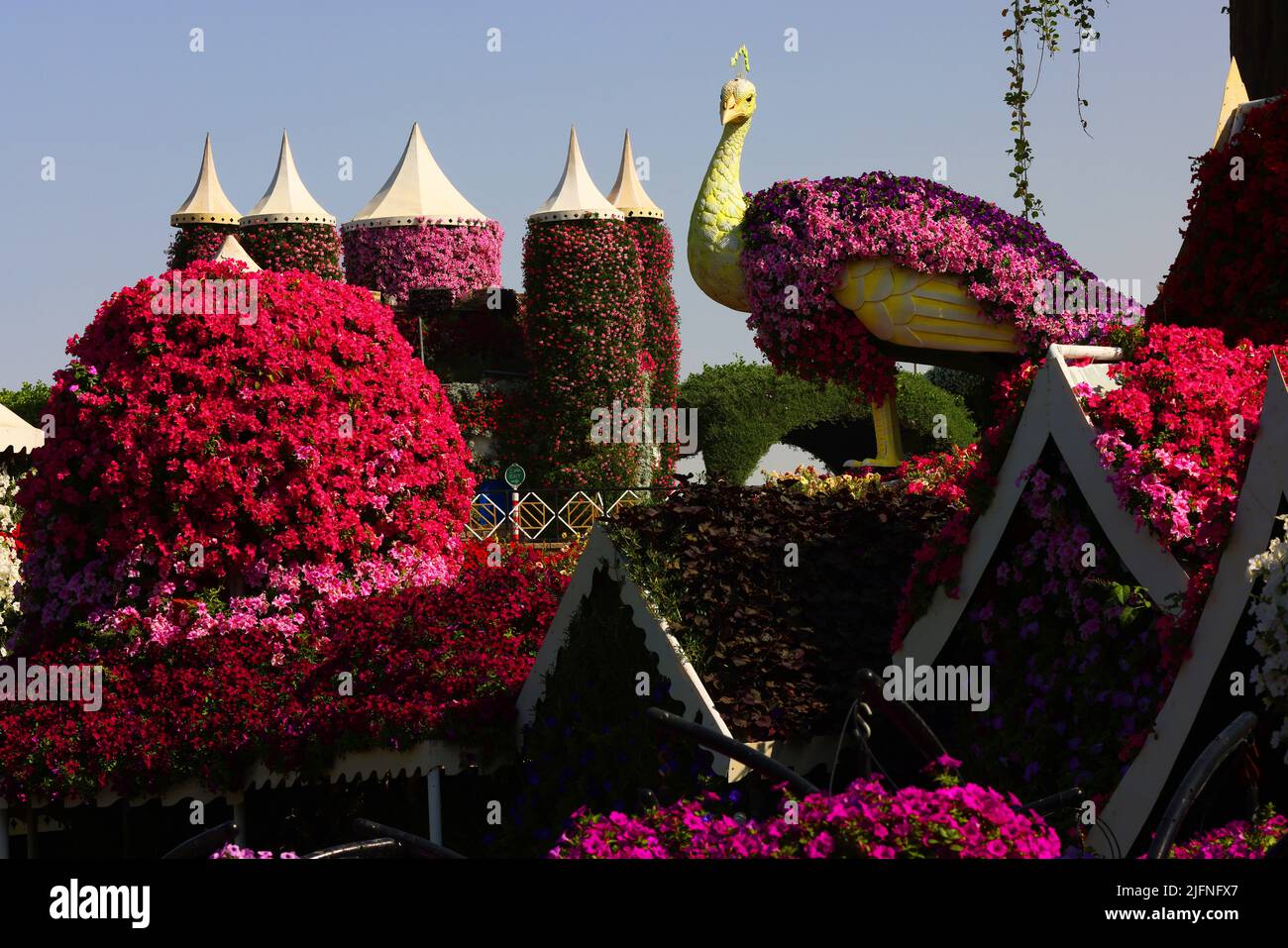 Pfau, Blumen, Dubai, Miracle Garden, ein Garten mit wunderschönen