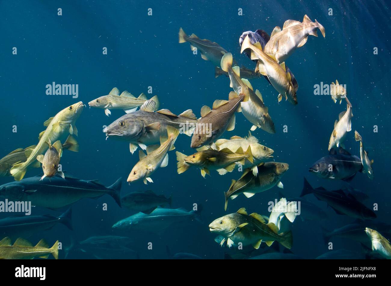 Sohal of cod (Gadus morhua) and a few Pollocks (Pollachius virens). Stock Photo