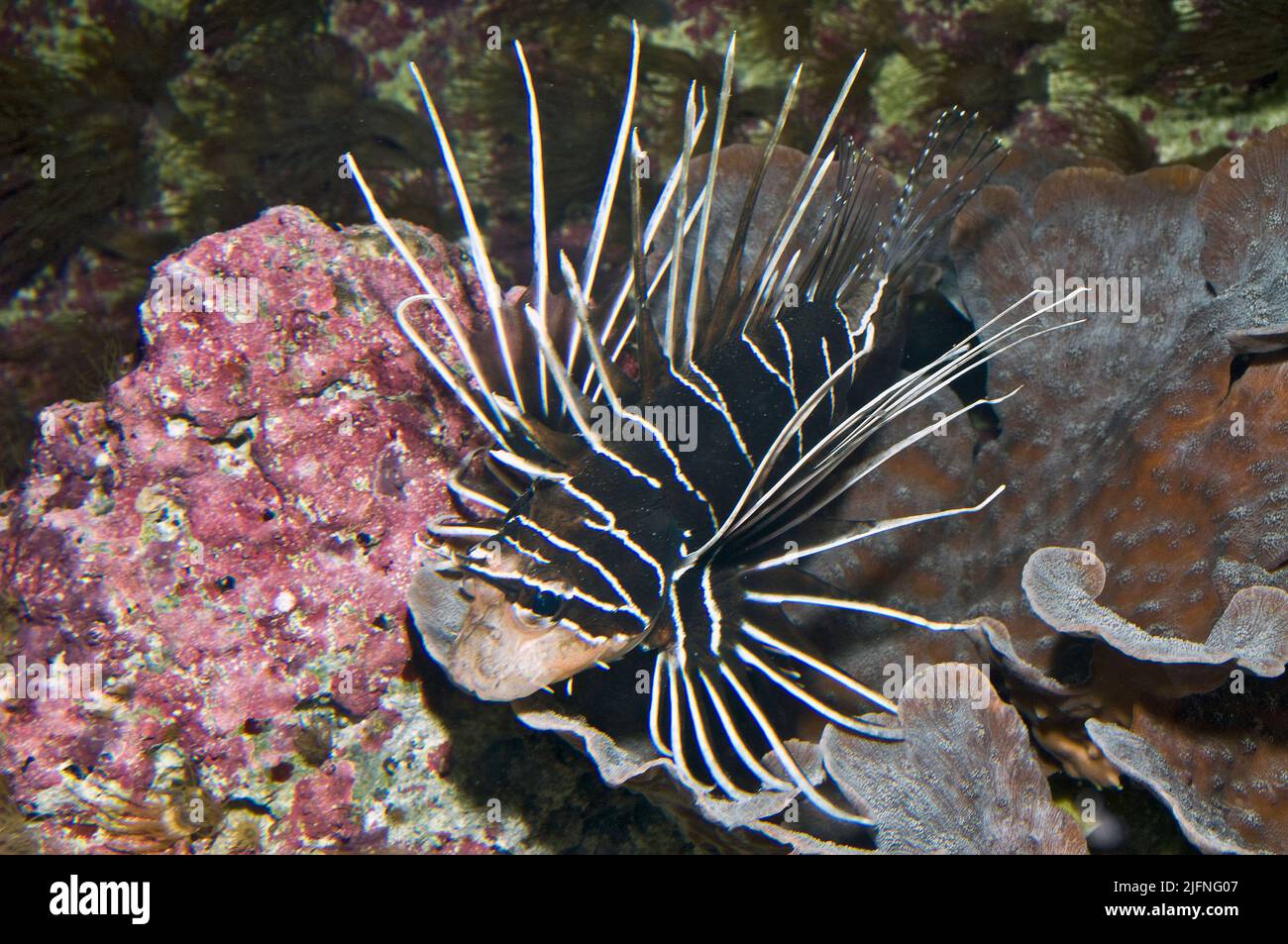 Clearfin Lionfish, Pterois radiata, from the Red Sea. Stock Photo