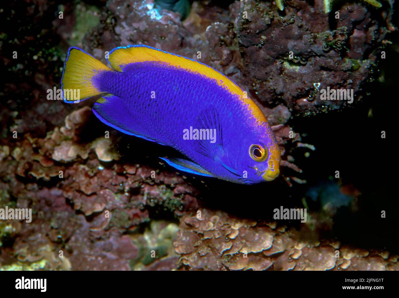 Resplendent Pygmy Angelfish, Centropyge resplendens, endemic to ...