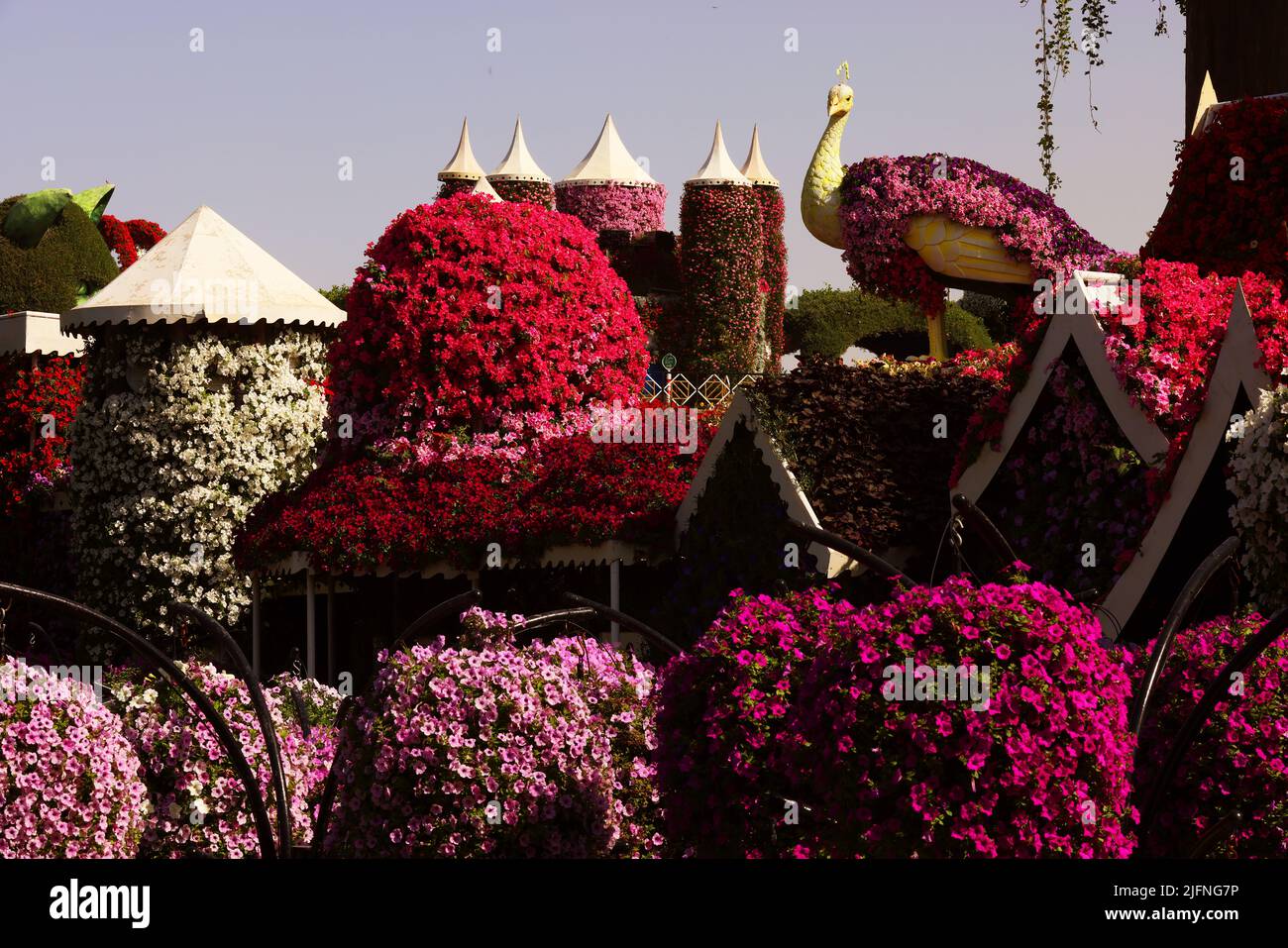 Pfau, Blumen, Dubai, Miracle Garden, ein Garten mit wunderschönen