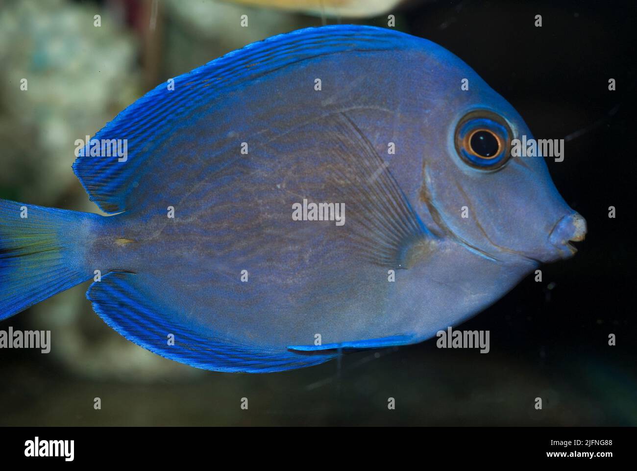 Blue Tang, Acanthurus coeruleus. Stock Photo