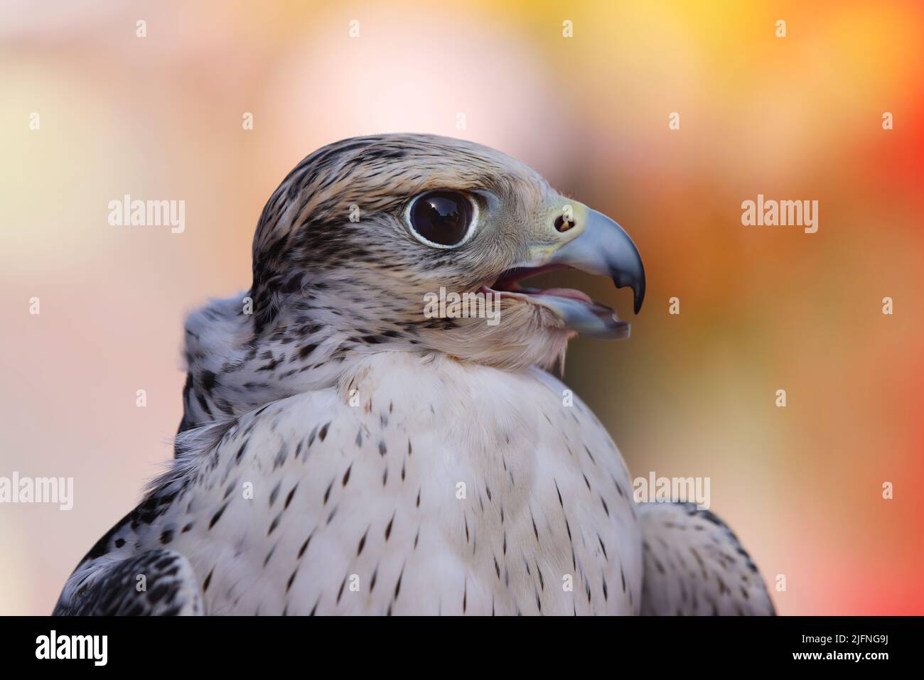 Greifvogel, Dubai, Falke, Dubai Falke, schönes Porträt von einem Falken im Miracle Garden in Dubai Stock Photo