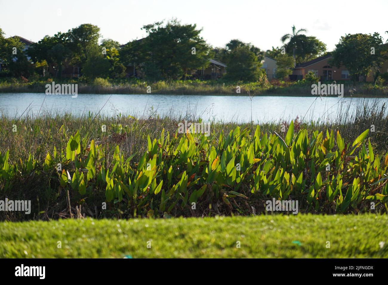 A view of the blue river running through the coasts with green plants Stock Photo
