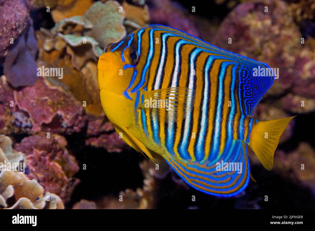 Regal Angelfish, Pygoplites diacanthus. Stock Photo