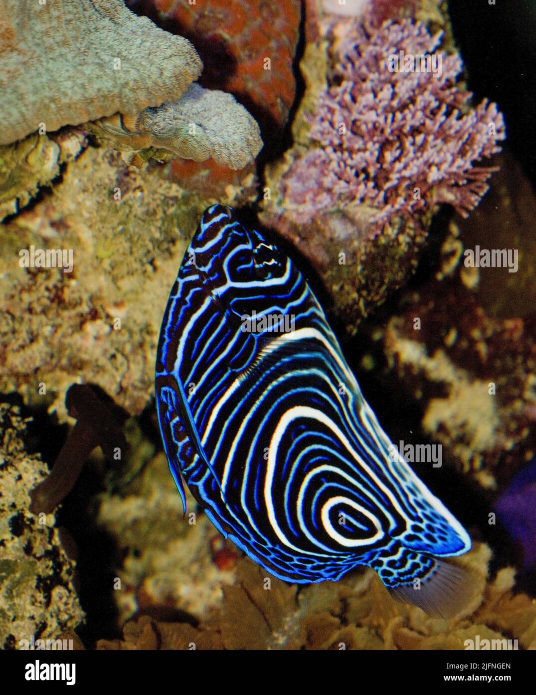 Snapshot of Feeding Invertebrates In A Marine Aquarium Only