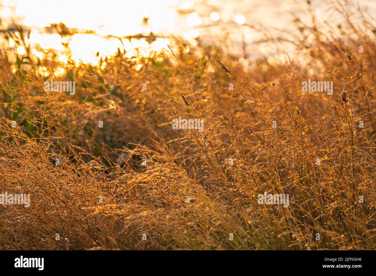 Blowing Reed Background Yellow reed in the field. Bright natural background with sunset ...