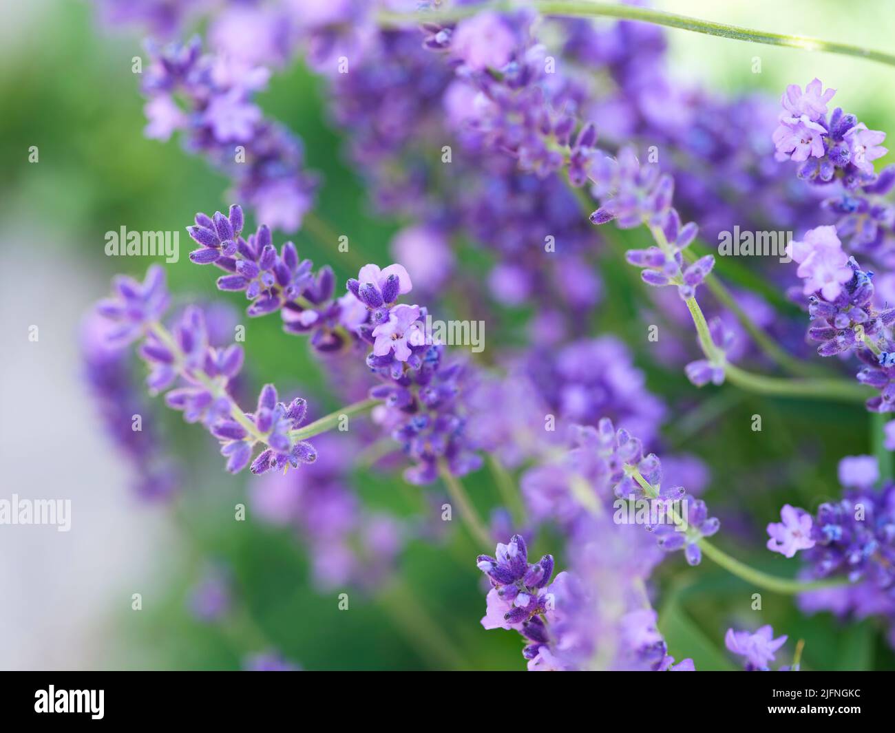 A close-up shot of beautiful Lavender flowers Stock Photo