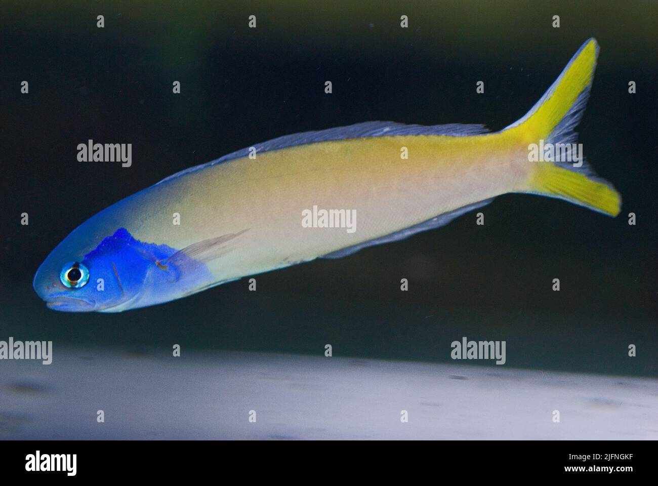 Blue-headed Tilefish, Hoplolatilus starcki. Stock Photo