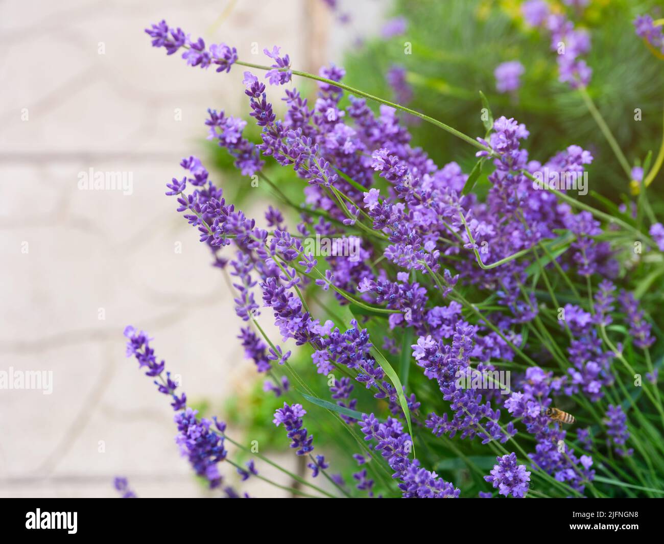 Beautiful Lavender flowering in a garden. Stock Photo