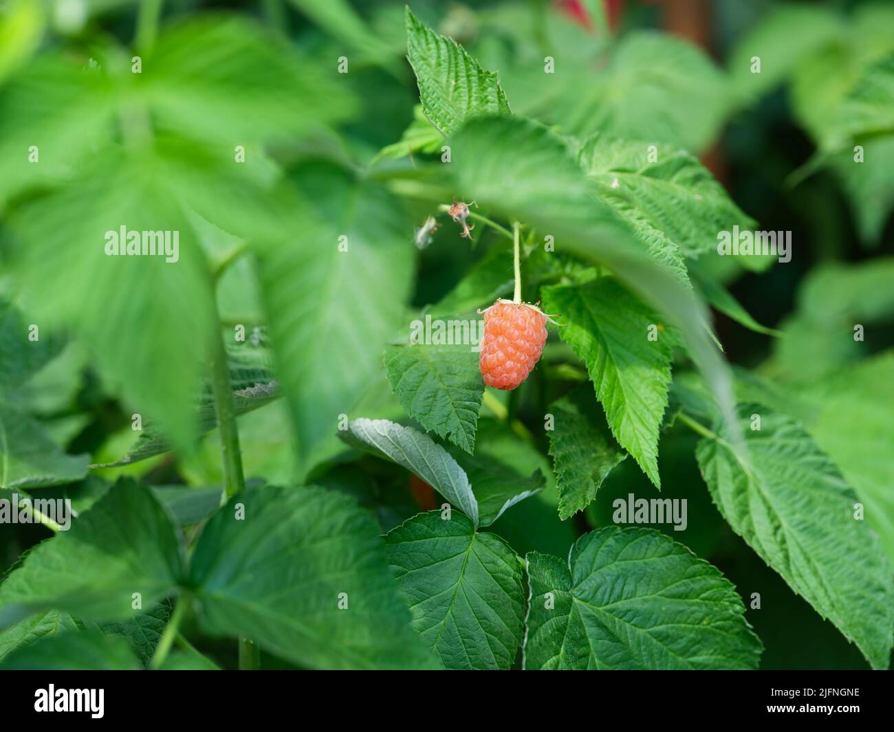 A raspberry plant with a yellow raspberry on it. Close-up Stock Photo