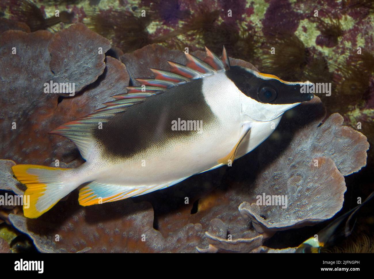 Magnificent rabbitfish, Siganus magnificus Stock Photo - Alamy
