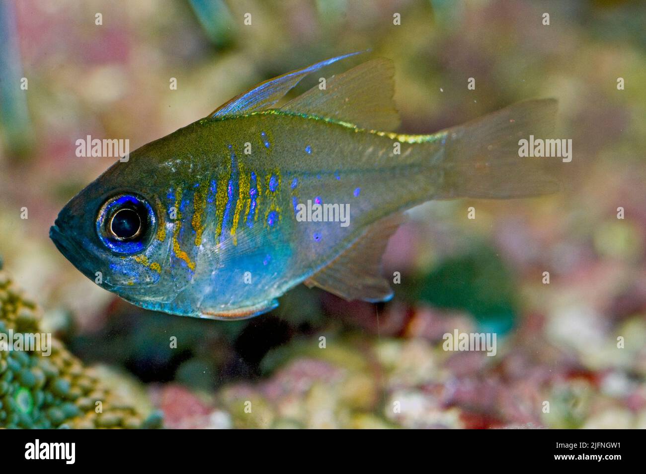Threadfin Cardinalfish, Apogon leptacanthus. Stock Photo