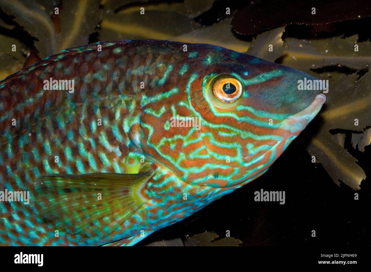 Corkwing Wrasse Symphodus Melops Stock Photo Alamy