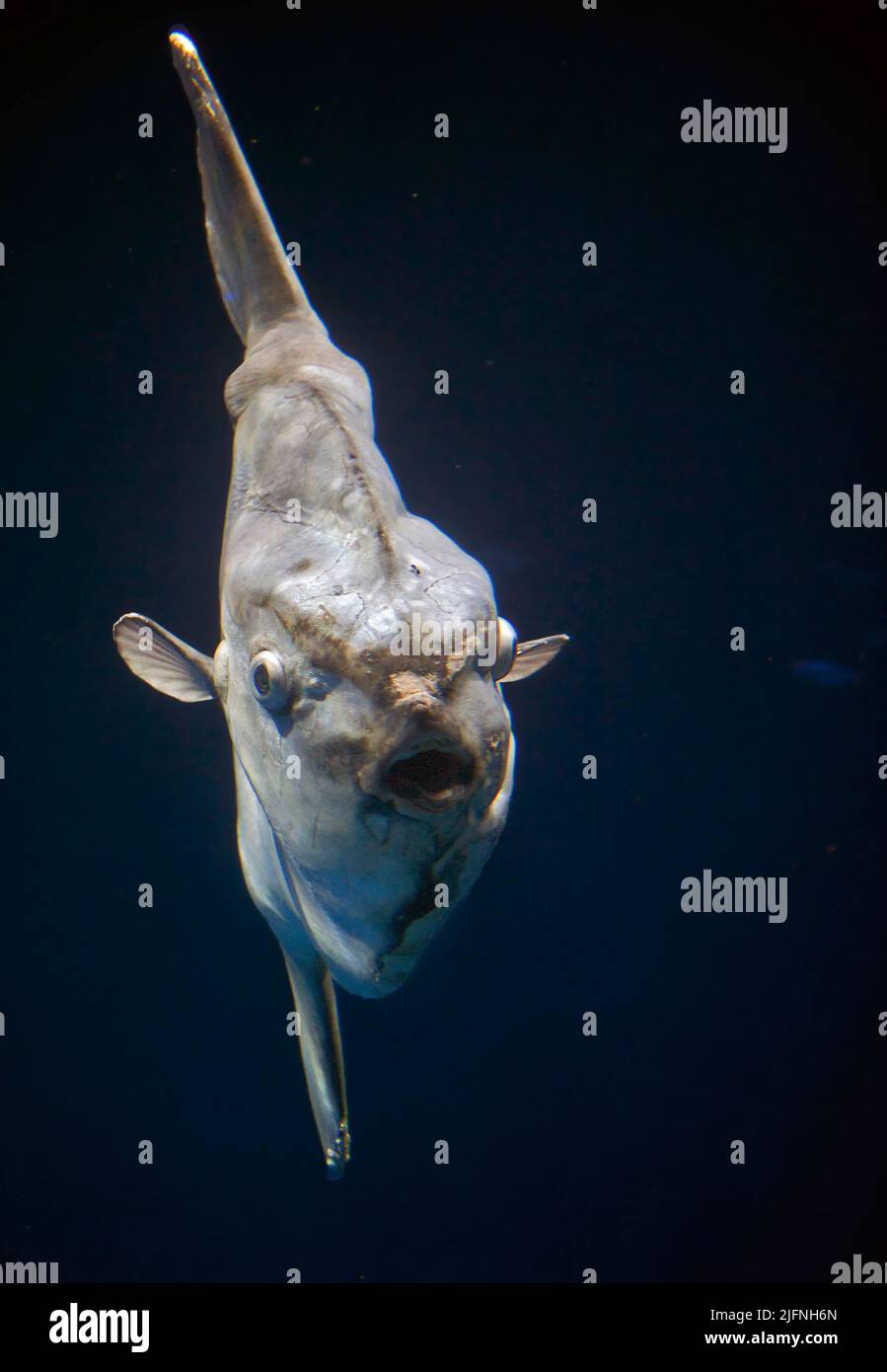 Ocean sunfish (Mola mola) photographed at Monterey Aquarium, California in August 2011. Stock Photo