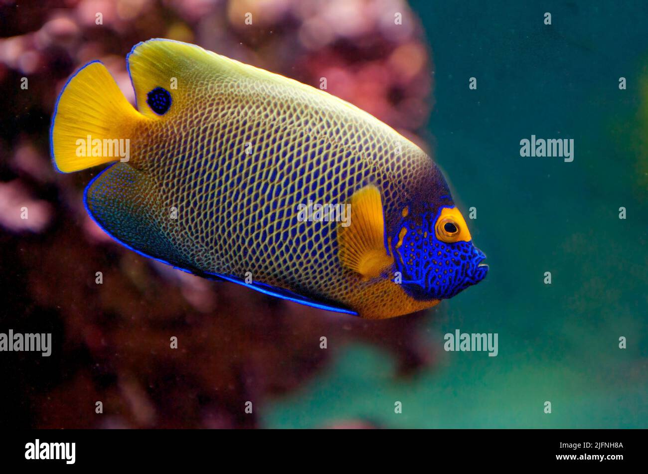 Blueface angelfish, Pomacanthus xanthometopon. Stock Photo
