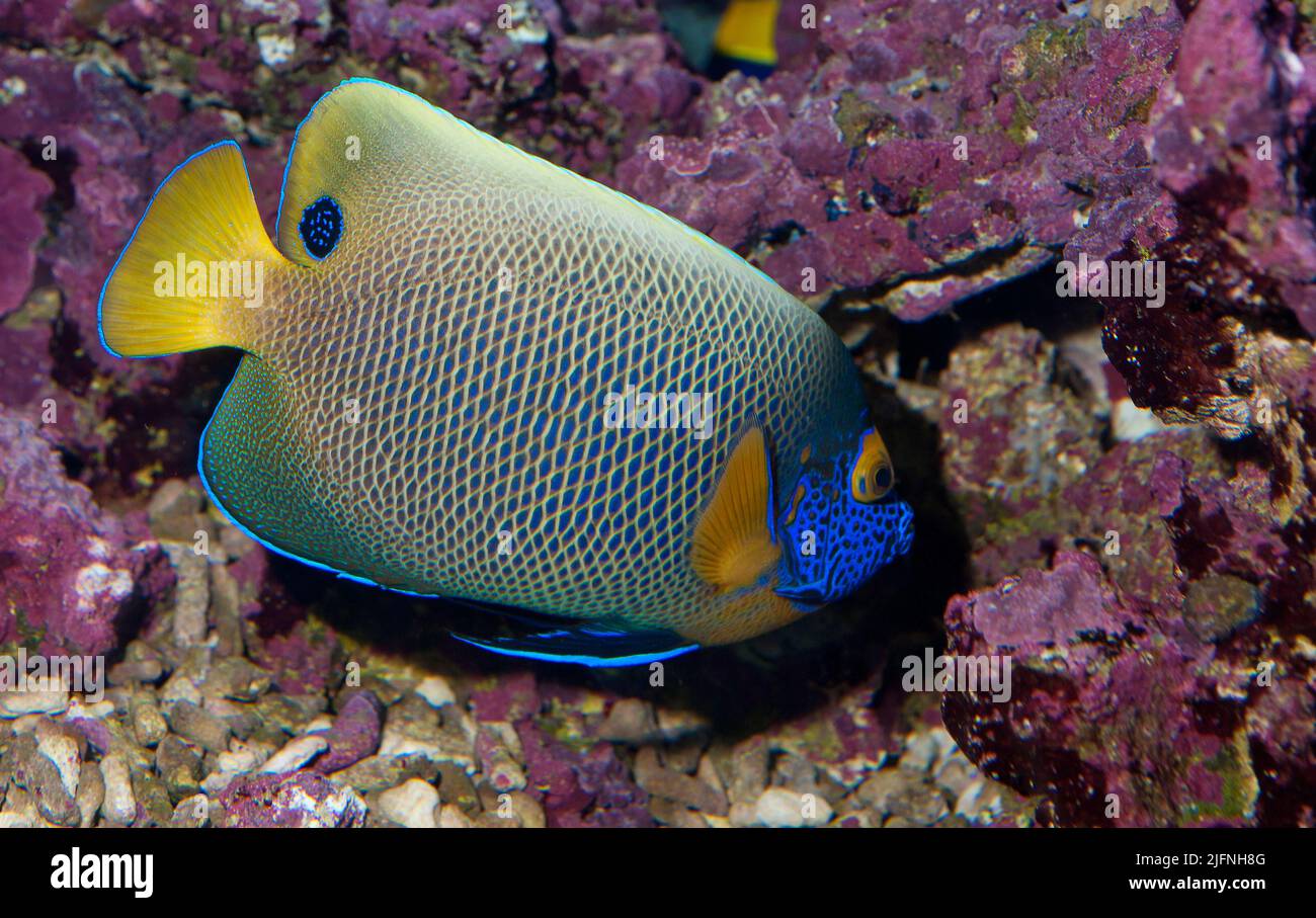 Blueface angelfish, Pomacanthus xanthometopon. Stock Photo