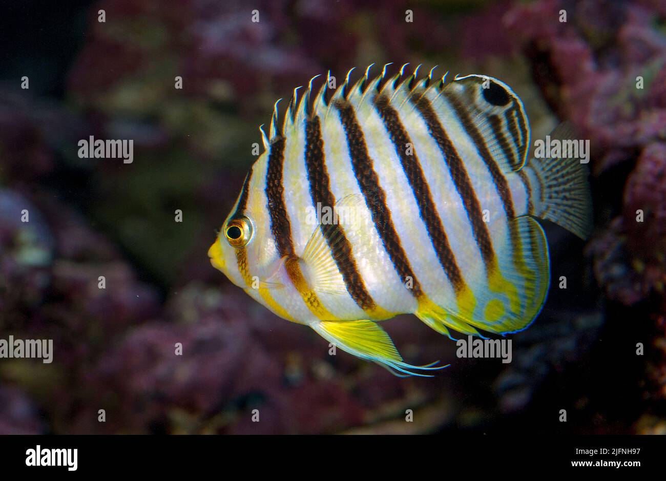 Multibarred Angelfish, Paracentropyge multifasciatus. Stock Photo