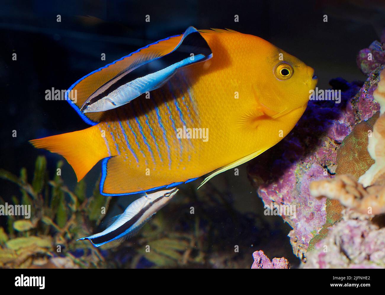 Cleaner wrasse (Labroides dimidiatus) cleaning the Clarion Angelfish (Holacanthus clarionensis) in a small reef aquarium. Stock Photo