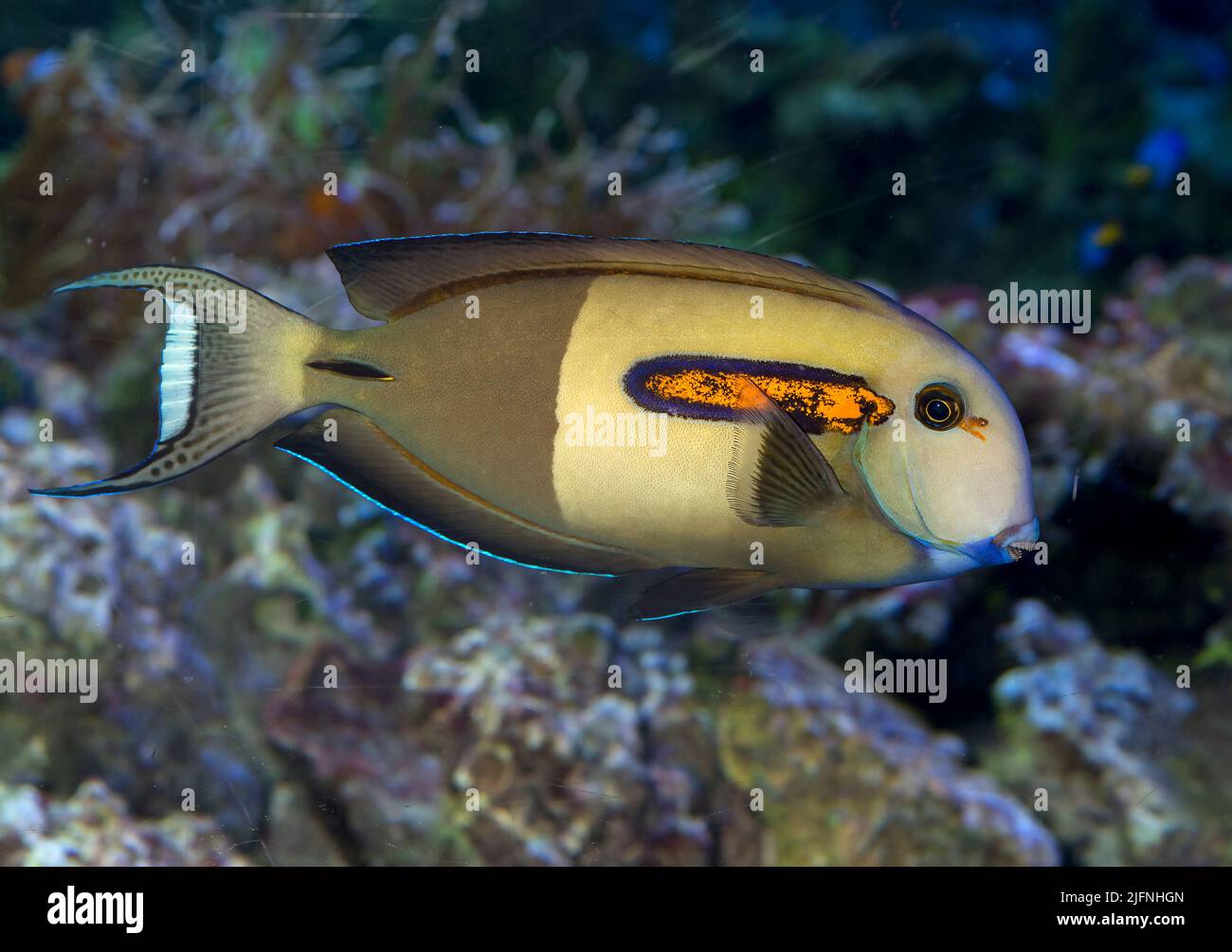 Orange-spotted Surgeonfish, Acanthurus olivaceus. Stock Photo