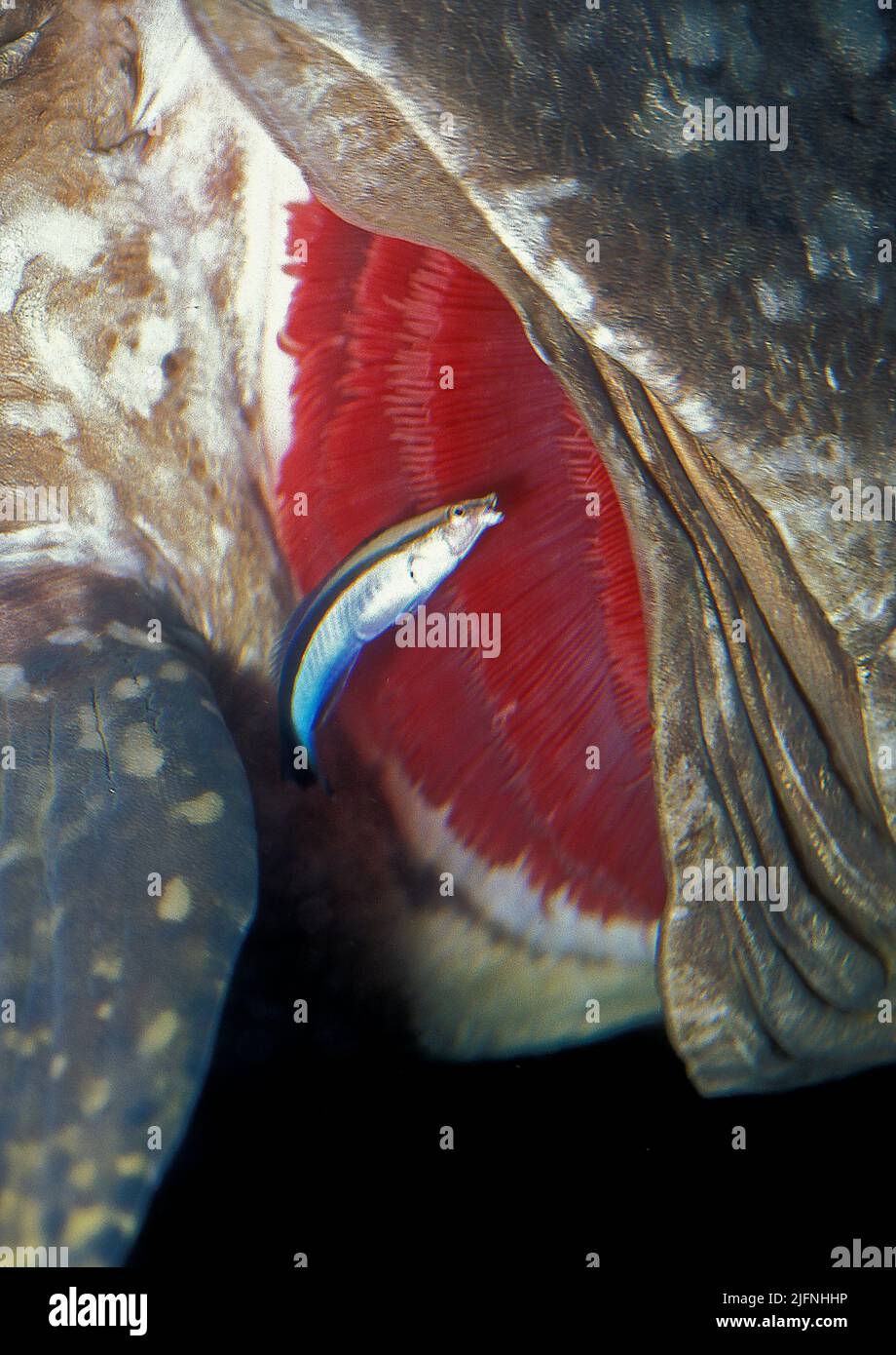 Cleaner Wrasse, Labroides dimidiatus, cleaning the gills of a big grouper. Stock Photo